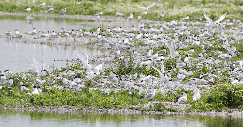 燕鸥(Sterna sandvicensis)